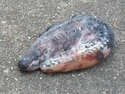 Ceramics--Clay-Animalsalligator rattle