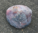 Ceramics--Clay-Animalsclam shell rattle