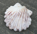 Ceramics--Clay-Animalsscallop shell rattle