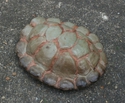Ceramics-turtle shell rattle