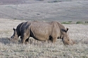 Photography-Rhinos