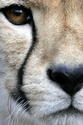 Photography-Cheetah