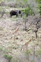 Photography-Elephant & Giraffes, Mpumalanga