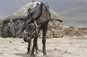 Photography-Horse with rider in background, Lesotho
