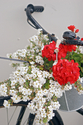 Photography-Bicycle with flowers, Henningsvaer