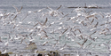 Photography-Seagulls, Andenes