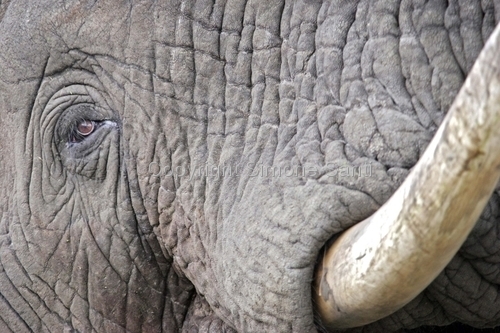 Photography-Elephant closeup, Mpumalanga
