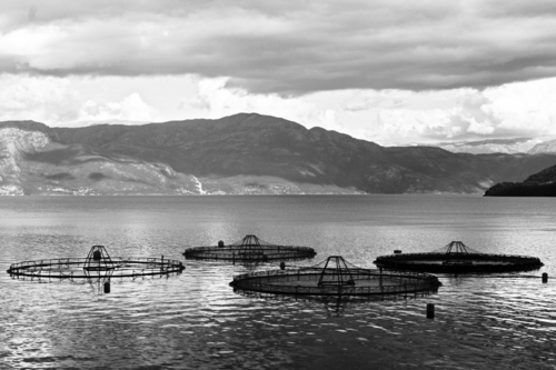 Photography-Salmon nets, Hordaland