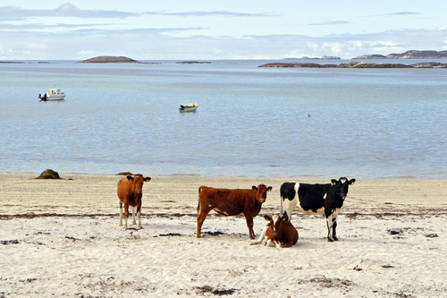 Photography-Cows on vacation, Kjerringoy