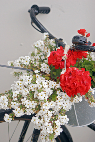 Photography-Bicycle with flowers, Henningsvaer