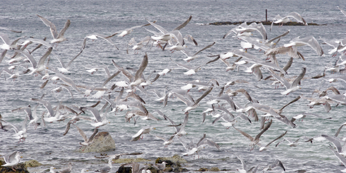Photography-Seagulls, Andenes