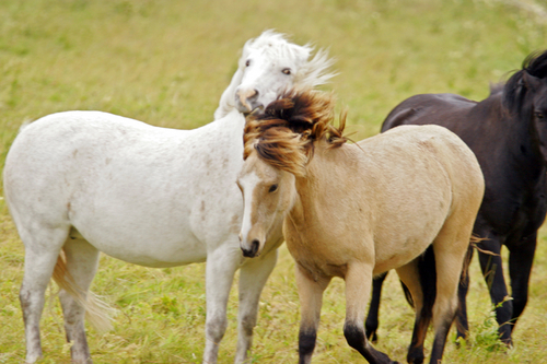 Photography-Wild horses, Andenes