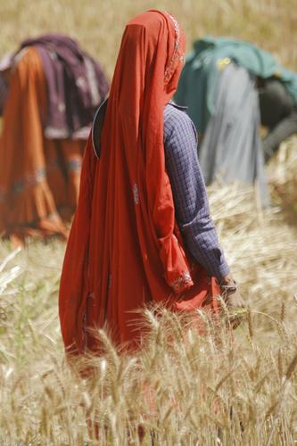 Photography- Women in Fields, Rajasthan