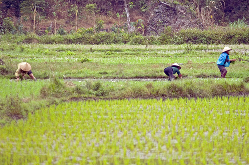 Photography-Women at Work, Cat Ba Island