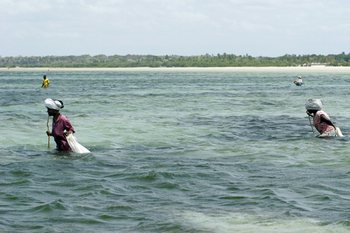 Photography-Crab Fishing, Vilankulo