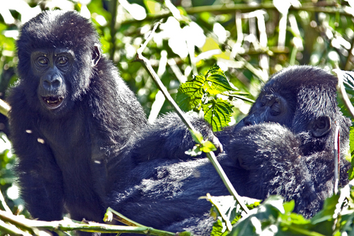 Photography-Brother & Sister Gorillas , Bwindi
