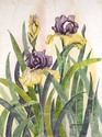 Sharon S Simmons - "Magnificent Iris"