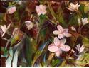 Wildflowers