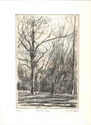 Spring Trees