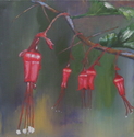 Fuchsia%20Flowered%20Gooseberries (thumbnail)