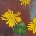 Canyon%20Sunflower (thumbnail)