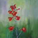 Scarlet%20Larkspur (thumbnail)