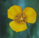 Yellow%20Mariposa%20Lilly (thumbnail)