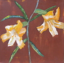 Bush%20Monkey%20Flower (thumbnail)