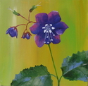 Parry%27s%20Phacelia (thumbnail)