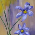 Blue-eyed%20Grass (thumbnail)