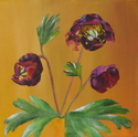 California%20Peony (thumbnail)