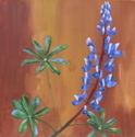 Foothill%20Lupine (thumbnail)