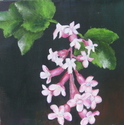 Chaparral%20Currant (thumbnail)