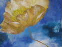 yellow%20poppy (thumbnail)