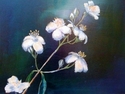Sierra%20Flowers (thumbnail)