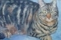 Tabby%20Cat (thumbnail)