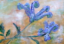 Caterpillar%20Phacelia%20%20%20%20 (thumbnail)