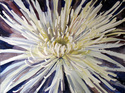 Painting--Watercolor-FloralChrysanthemum