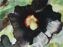 Painting--Watercolor-FloralHollyhock