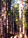 Trees Trees (thumbnail)
