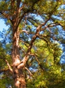 Tree#1 Tree%231 (thumbnail)