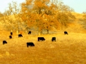 Whispers of Fog Whispers%20of%20Fog (thumbnail)