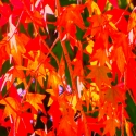 fall colors #3 fall%20colors%20%233 (thumbnail)