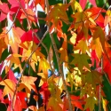 fall colors #2 fall%20colors%20%232 (thumbnail)
