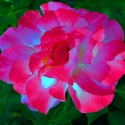 Disney rose #2 Disney%20rose%20%232 (thumbnail)