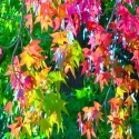 fall colors #3 fall%20colors%20%233 (thumbnail)