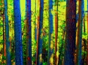 Forest#3 Forest%233 (thumbnail)