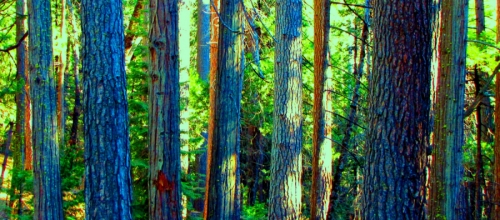 Forest Forest (thumbnail)