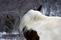 Horse (thumbnail)