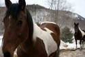 Two%20Horses (thumbnail)